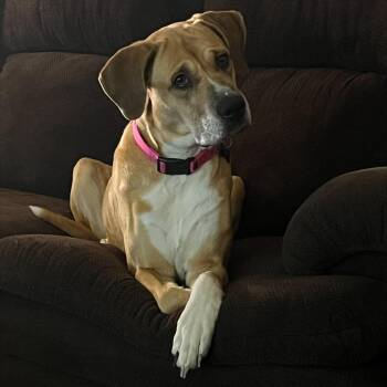 Rescue Hound and Mixed Breed Dogs for Adoption in Springfield, Missouri - Addie | PetCurious