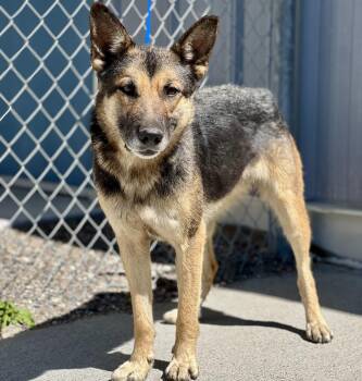 Baby / 61687664 -  German Shepherd Dog Dog for Adoption in Elko, Nevada - Baby / 61687664 | PetCurious