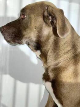 A658416 -  Labrador Retriever and Mixed Breed Dog for Adoption in Houston, Texas - A658416 | PetCurious