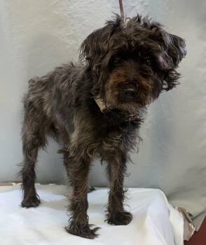 Harley -  Schnauzer Dog for Adoption in Maynardville, Tennessee - Harley | PetCurious