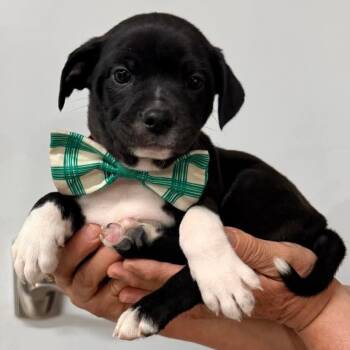 Boston Terrier Dogs Available for Adoption in Glocester, Rhode Island - Kai | PetCurious