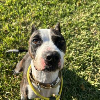 Rescue Boxer Dogs for Adoption in Pearland, Texas - Foxy | PetCurious