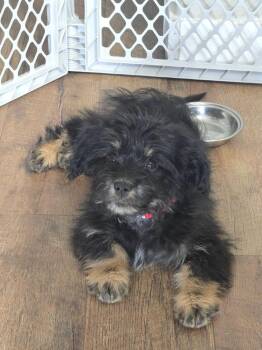 Terrier and Maltese Dogs Available for Adoption - June | PetCurious