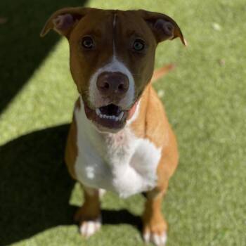 Tito -  Mixed Breed Dog for Adoption in Titusville, Florida - Tito | PetCurious