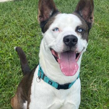 Houdini -  Pit Bull Terrier and Siberian Husky Dog for Adoption in League City, Texas - Houdini | PetCurious