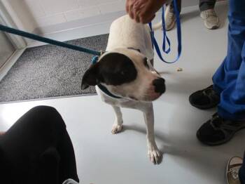 BOSTON -  Catahoula Leopard Dog and Pit Bull Terrier Dog for Adoption in Ocala, Florida - BOSTON | PetCurious
