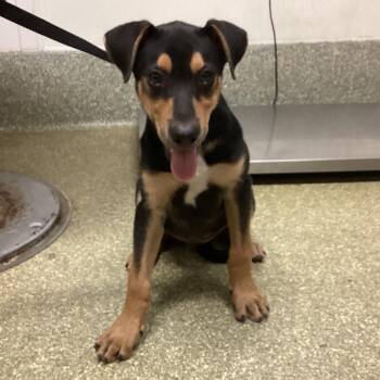 IVHS-Stray-141566 -  German Shepherd Dog and Mixed Breed Dog for Adoption in San Gabriel, California - IVHS-Stray-141566 | PetCurious