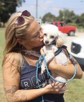 Toby -  Miniature Poodle Dog for Adoption in Franklin, Tennessee - Toby | PetCurious