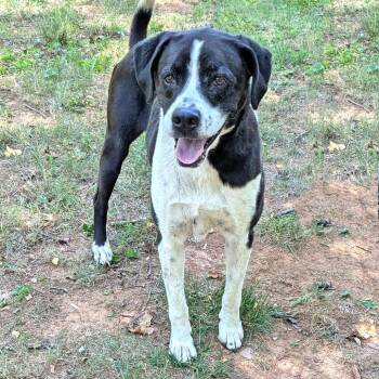 Milo -  Labrador Retriever and Hound Dog for Adoption in Charlottesville, Virginia - Milo | PetCurious