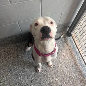 Tootsie Roll -  Mixed Breed Dog for Adoption in Dearborn, Michigan - Tootsie Roll | PetCurious