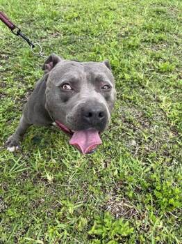 BUB -  American Bulldog and Mixed Breed Dog Available for Adoption in Doral, Florida - BUB | PetCurious
