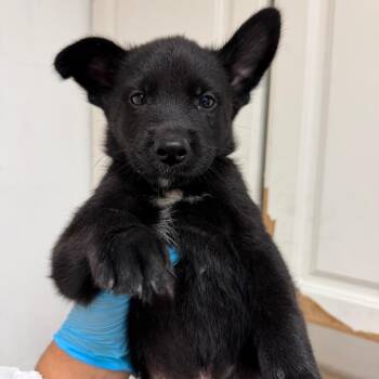 Gilberto -  Shepherd Dog for Adoption in Edinburg, Texas - Gilberto | PetCurious