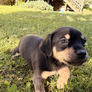 Riot -  Dachshund and Beagle Dog for Adoption in Carmel Hamlet, New York - Riot | PetCurious