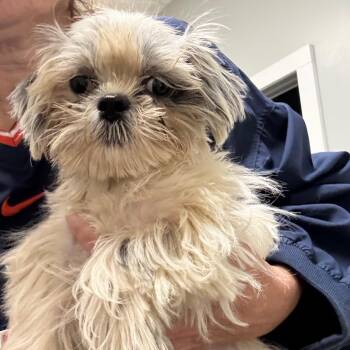 Bambam -  Shih Tzu Dog for Adoption in Normal, Illinois - Bambam | PetCurious
