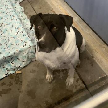 Mixed Breed Dogs Available for Adoption - Butch | PetCurious