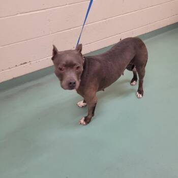 MACY GRAY -  Mixed Breed Dog for Adoption in Memphis, Tennessee - MACY GRAY | PetCurious