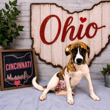 Cincinnati -  Mixed Breed Dog for Adoption in Joliet, Illinois - Cincinnati | PetCurious