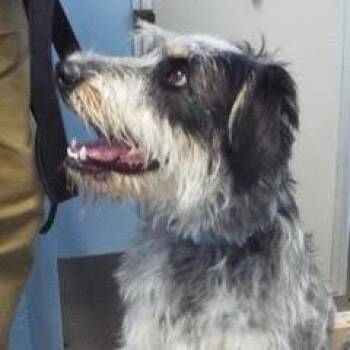Rescue Australian Shepherd and Terrier Dogs for Adoption in Green Valley, Arizona - Rico | PetCurious