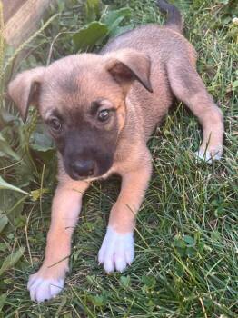 Wolfie -  Australian Shepherd Dog for Adoption in Troy, Missouri - Wolfie | PetCurious