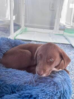 Labrador Retriever Dogs Available for Adoption - Mabel | PetCurious