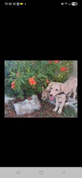 Rescue Labrador Retriever Dogs for Adoption in Miami, Florida - Austin | PetCurious