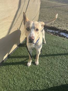 German Shepherd Dog and Husky Dogs Available for Adoption - Bagel | PetCurious