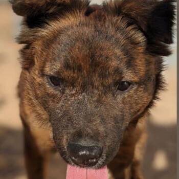 Bart -  Australian Shepherd and Cattle Dog Dog for Adoption in Casa Grande, Arizona - Bart | PetCurious