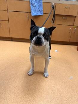 FLOUNDER -  Boston Terrier Dog for Adoption in Martinez, California - FLOUNDER | PetCurious