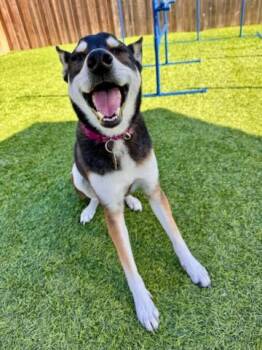 Pico -  Mixed Breed Dog for Adoption in Poway, California - Pico | PetCurious