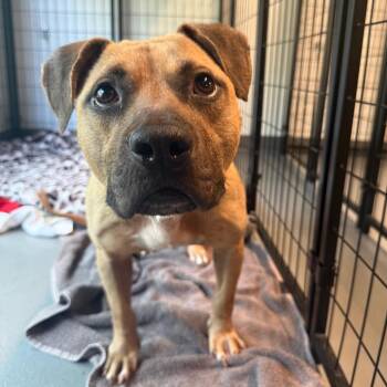 Pit Bull Terrier Dogs Available for Adoption in Austin, Texas - Zeke Wentz | PetCurious