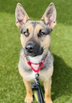 Shepherd and Mixed Breed Dogs Available for Adoption in Gastonia, North Carolina - April | PetCurious