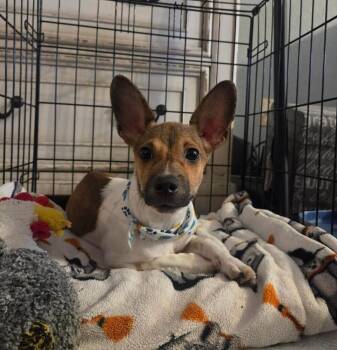 Frank -  Dachshund and Mixed Breed Dog for Adoption in Saugus, Massachusetts - Frank | PetCurious