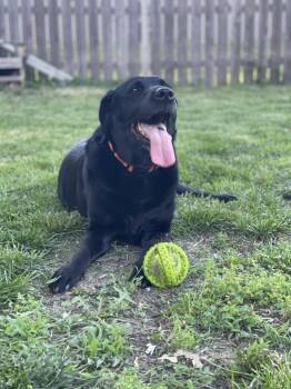 SHADOW -  Black Labrador Retriever Dog for Adoption in Lincoln, Nebraska - SHADOW | PetCurious