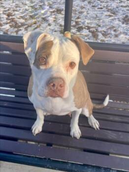 Boxer and Mixed Breed Dogs Available for Adoption in Derwood, Maryland - ORDELIA | PetCurious