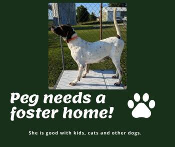 Needs Foster Peg (IA) -  English Pointer Dog for Adoption in Bridgeton, New Jersey - Needs Foster Peg (IA) | PetCurious