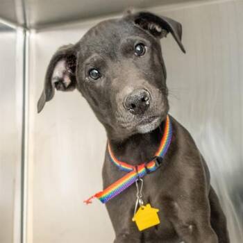 Labrador Retriever and Mixed Breed Dogs Available for Adoption in St. Louis, Missouri - HURRICANE | PetCurious