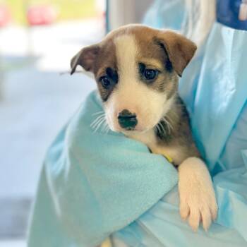 Mixed Breed Dogs Available for Adoption in Hendersonville, North Carolina - Zion | PetCurious