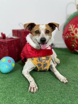 Jack Russell Terrier and Chihuahua Dogs Available for Adoption - Ginger | PetCurious