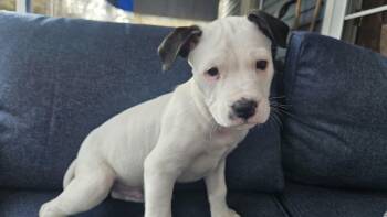 Pit Bull Terrier Dogs Available for Adoption - Snoopy  | PetCurious