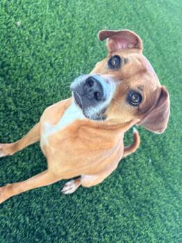 Dolce -  Mixed Breed Dog for Adoption in New York, New York - Dolce | PetCurious
