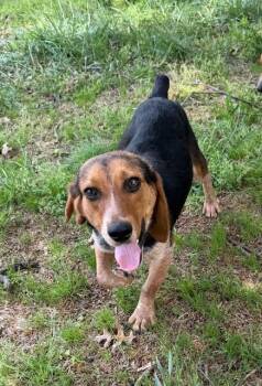 Beagle Dogs Available for Adoption in Corsicana, Texas - Maggie | PetCurious
