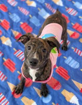Nova -  Terrier Dog for Adoption in Gulfport, Mississippi - Nova | PetCurious