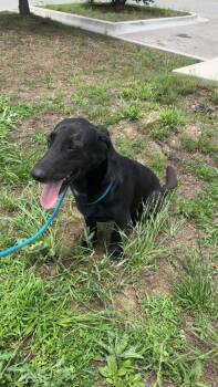 Pepper -  Basset Hound Dog for Adoption - Pepper | PetCurious