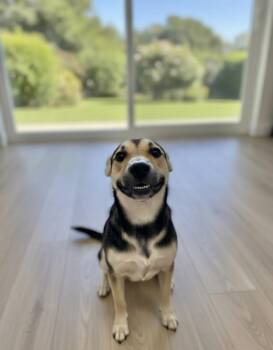Penny -  German Shepherd Dog Dog for Adoption in Manchester, Connecticut - Penny | PetCurious