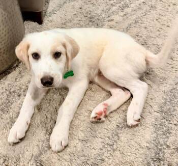 Mikey -  Great Pyrenees and Labrador Retriever Dog for Adoption in Coppell, Texas - Mikey | PetCurious