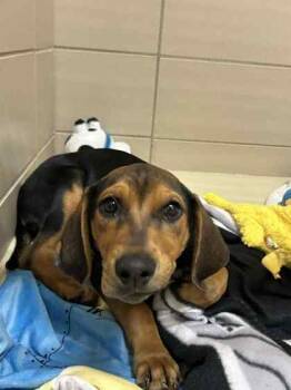 Rescue Mixed Breed Dogs for Adoption in Munster, Indiana - Sniffer | PetCurious