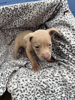 American Staffordshire Terrier Dogs Available for Adoption - Leonardo | PetCurious