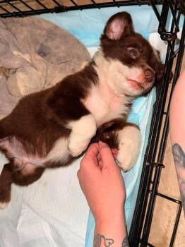 Red -  Australian Shepherd Dog for Adoption in Warner Robins, Georgia - Red | PetCurious