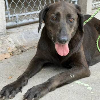 Bolognese -  Hound and Black Labrador Retriever Dog for Adoption in Austin, Texas - Bolognese | PetCurious