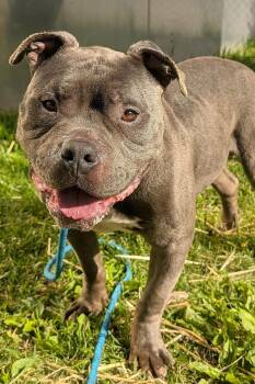 Pit Bull Terrier Dogs Available for Adoption in Chicago, Illinois - Undertow | PetCurious